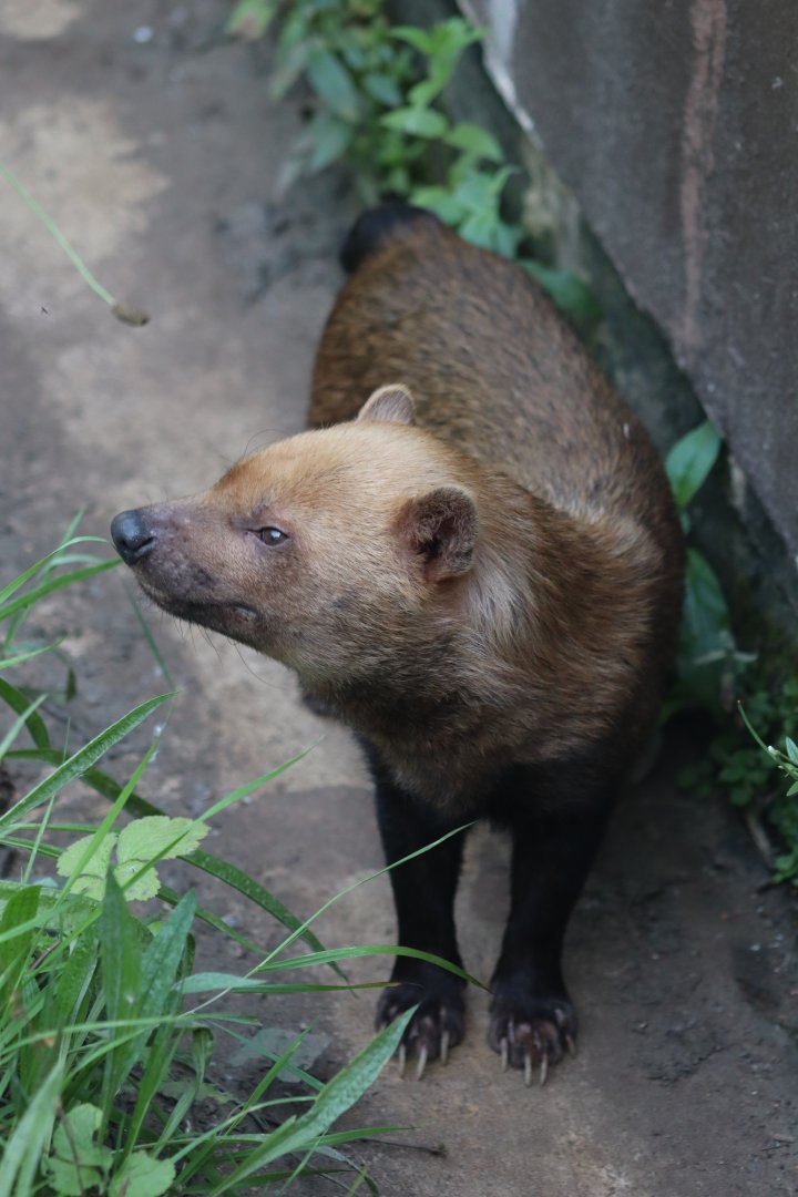 Bush dog - 6 September 2021