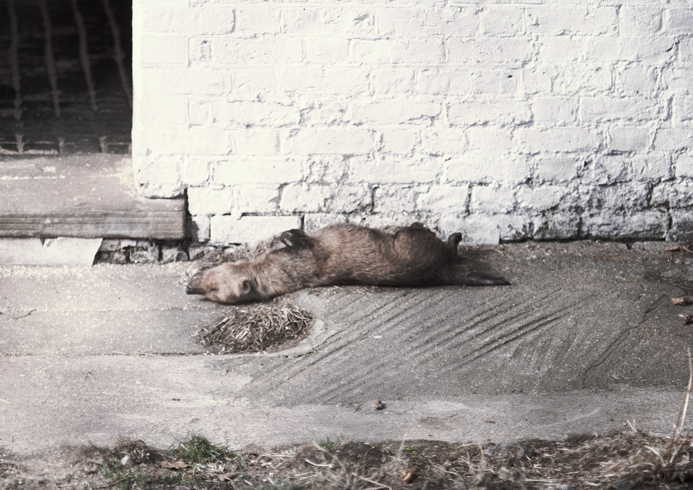 Bush dog asleep 1973