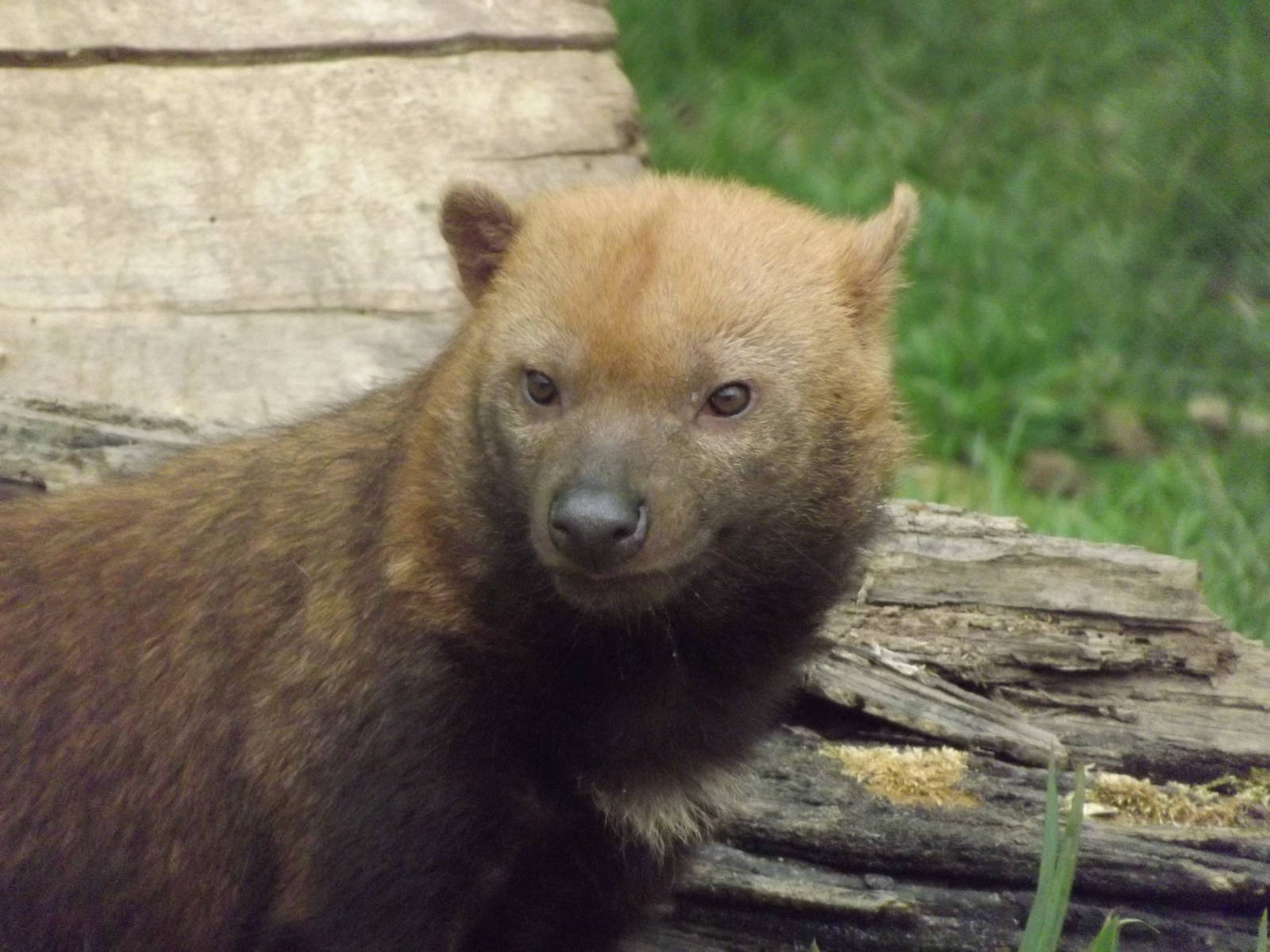 Bush Dog at Chester Zoo 31/03/12