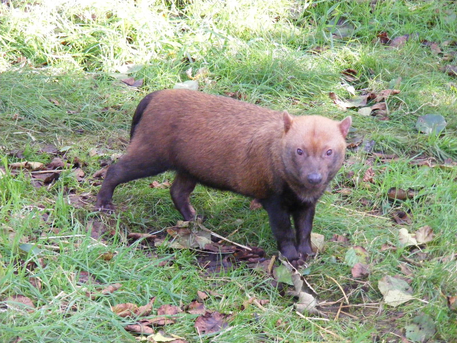 Bush dog at Edinburgh Zoo, 2 October 2010