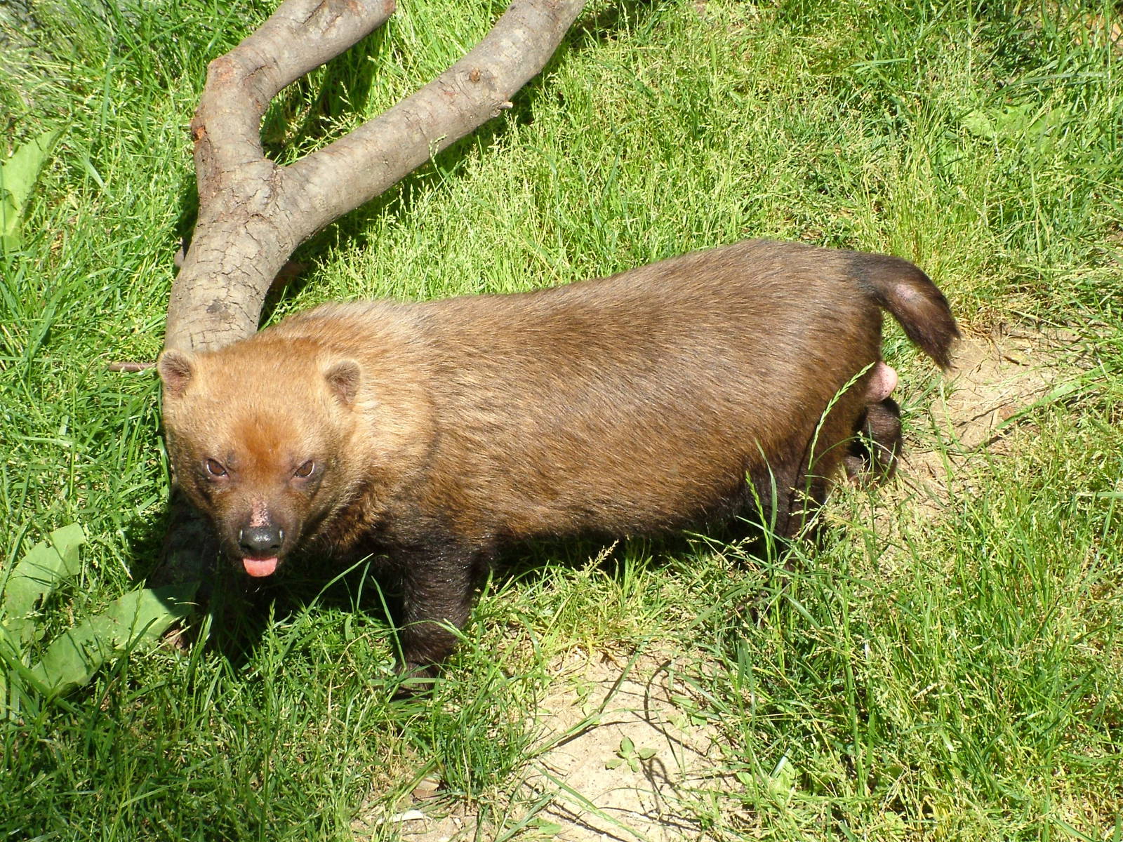 Bush Dog at Madrid Zoo Aquarium, 26/05/11