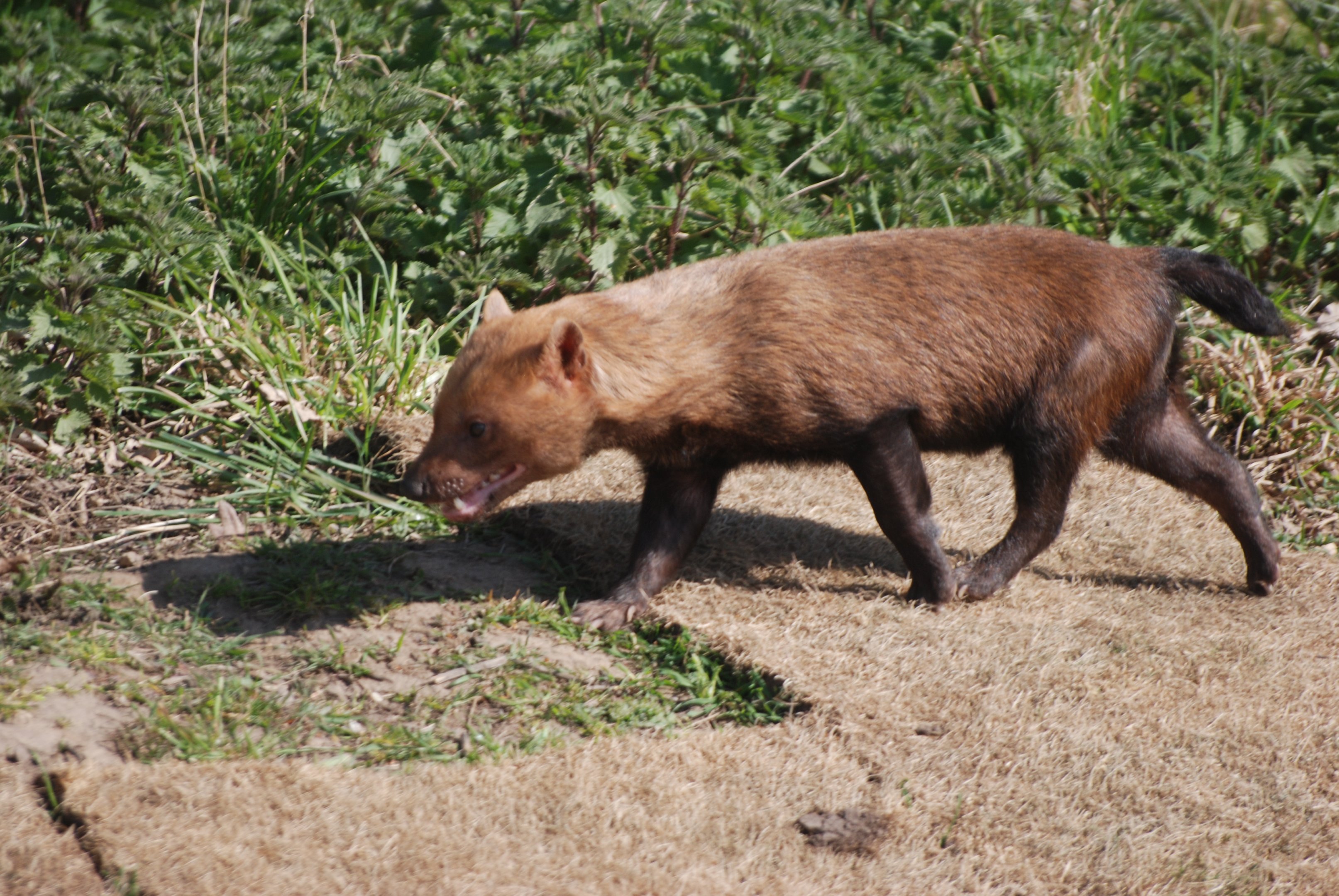 Bush Dog at Yorkshire WP, 18th April 2021