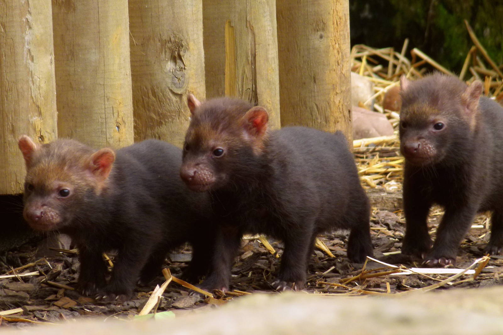 Bush Dog Babies!