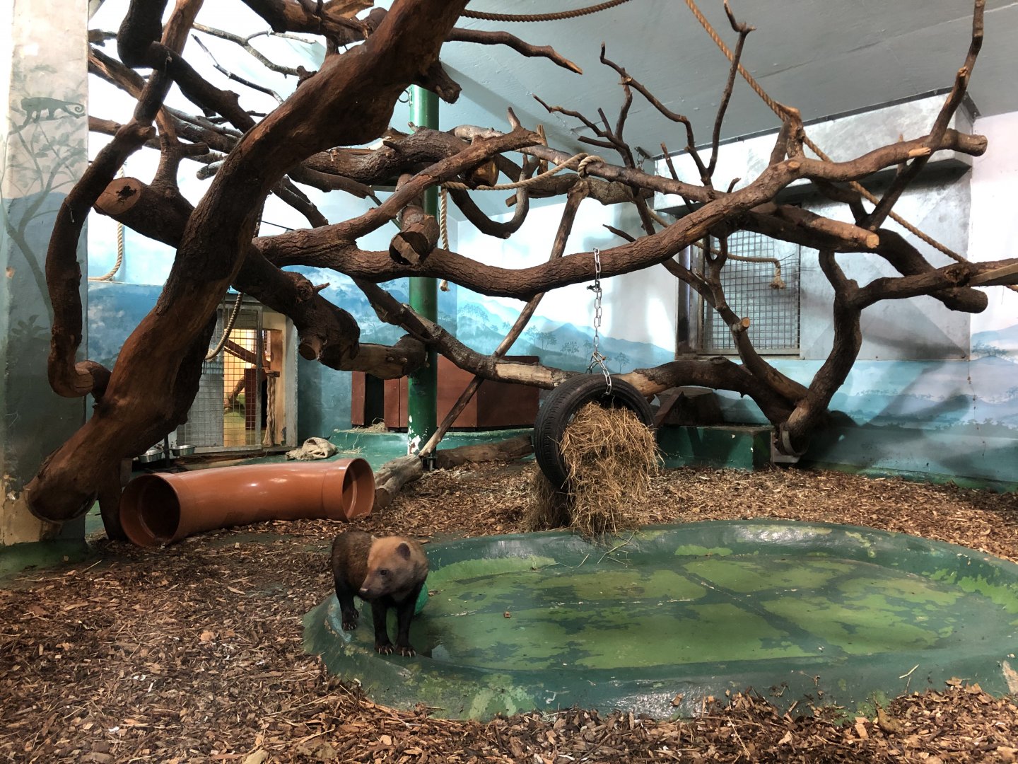 Bush Dog/Black & Gold Howler Monkey Indoor Enclosure