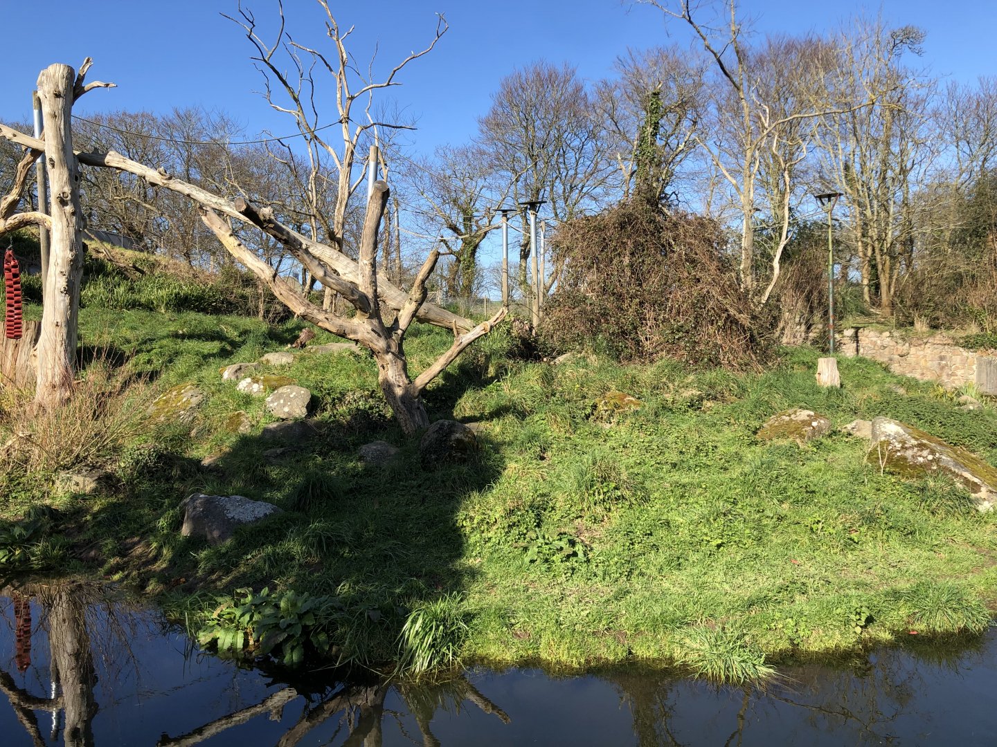 Bush Dog/Black & Gold Howler Monkey Outdoor Enclosure
