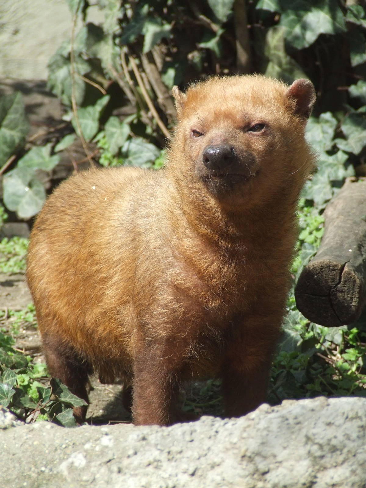 Bush dog @ Budapest Zoo