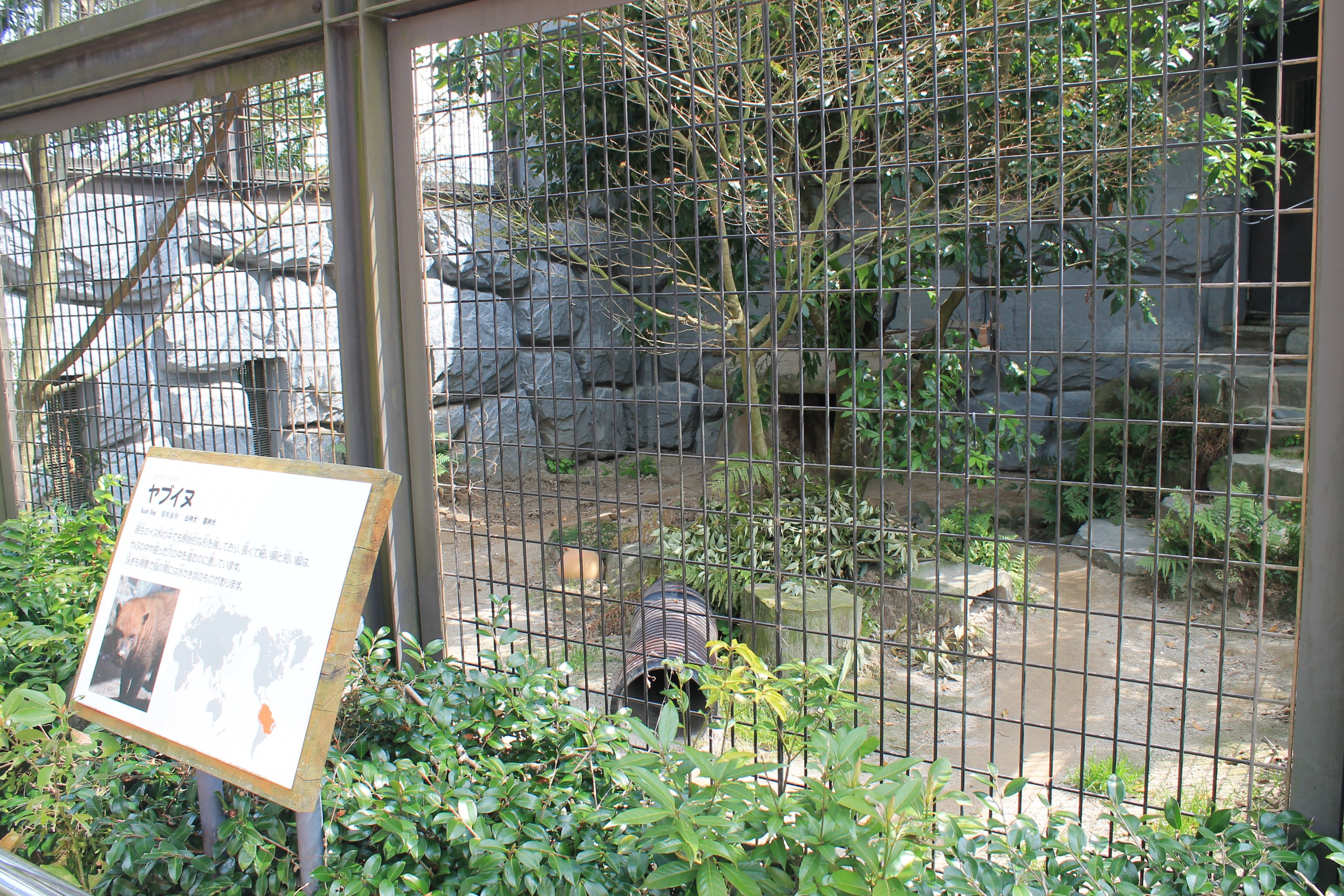 Bush Dog cage - Hirakawa Zoo (Kagoshima)