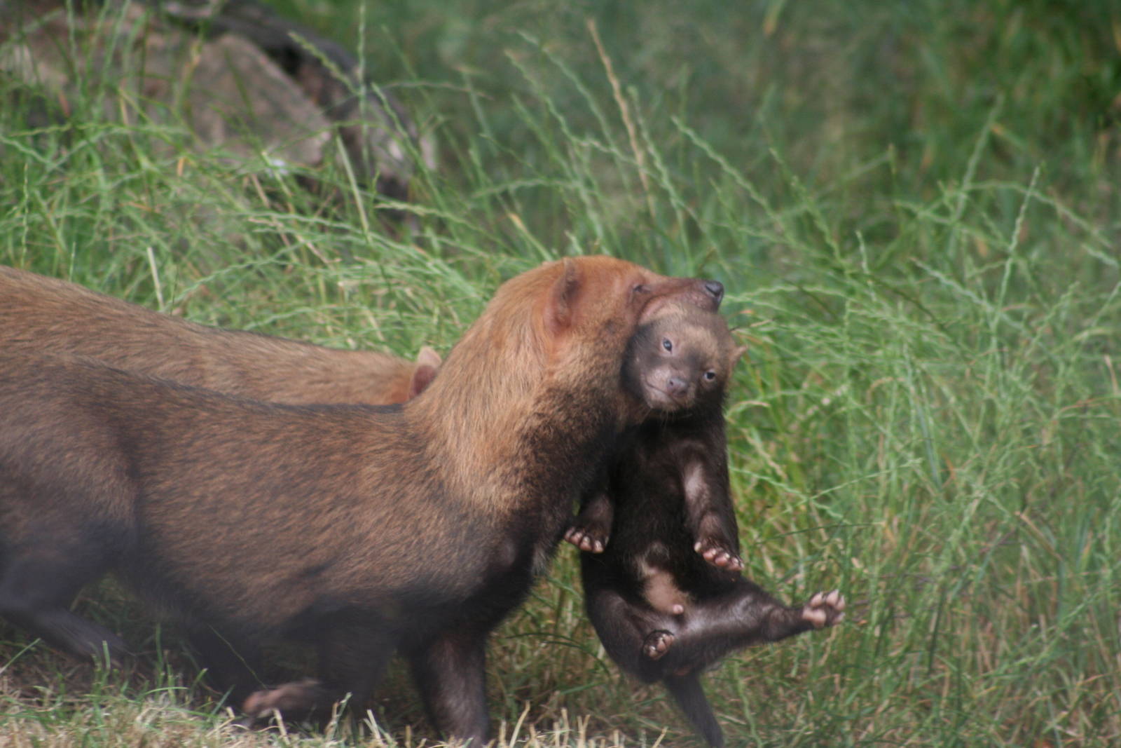 Bush Dog carrying pup @ Chester; 17.07.10