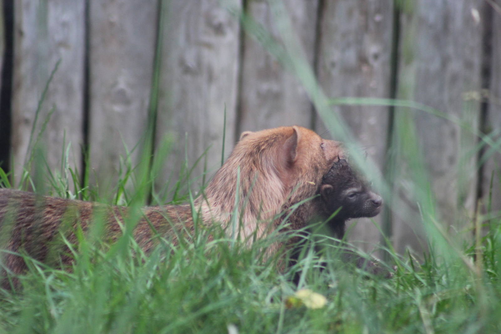 Bush dog carrying pup
