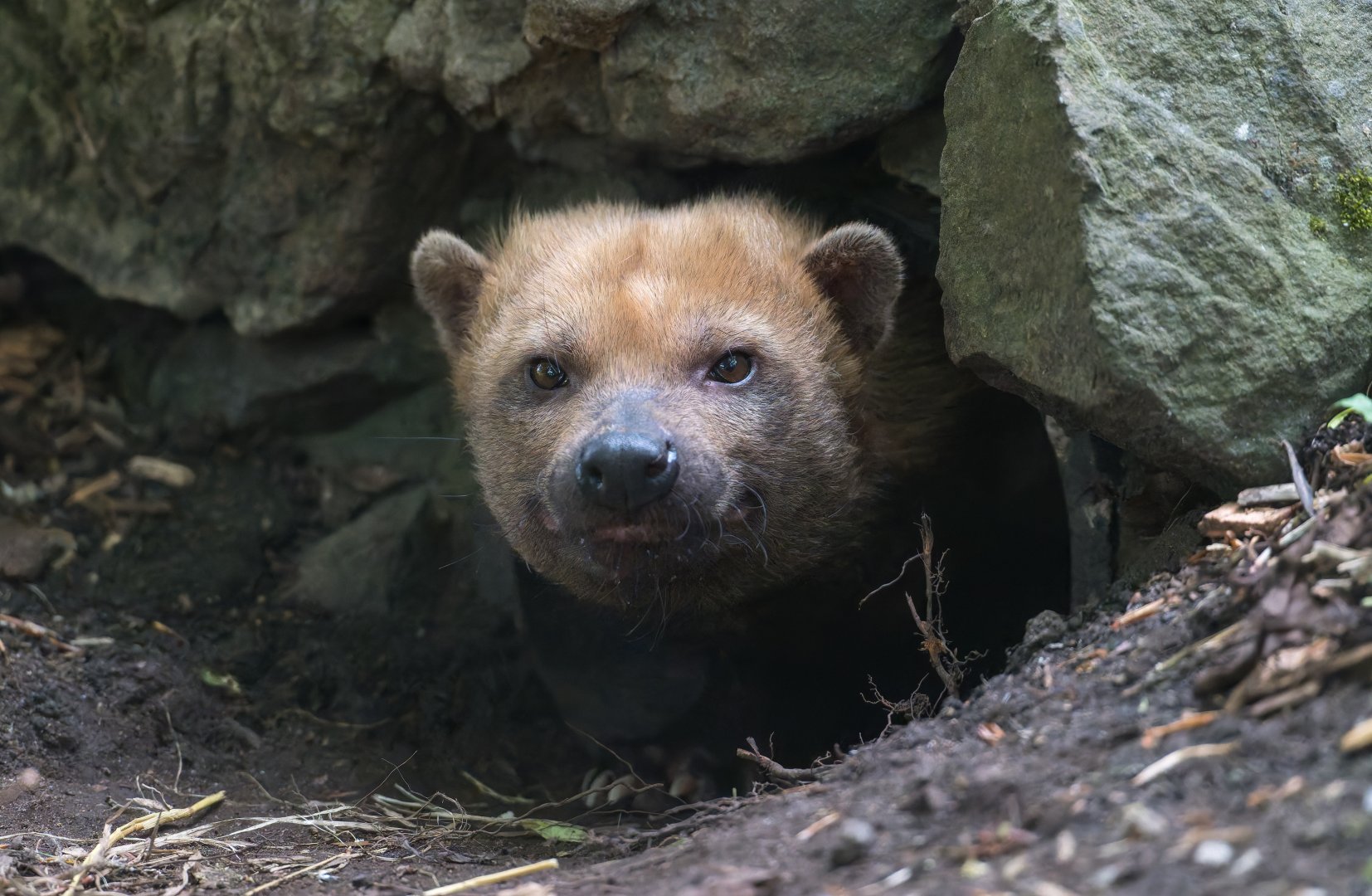 Bush dog, Chester, UK