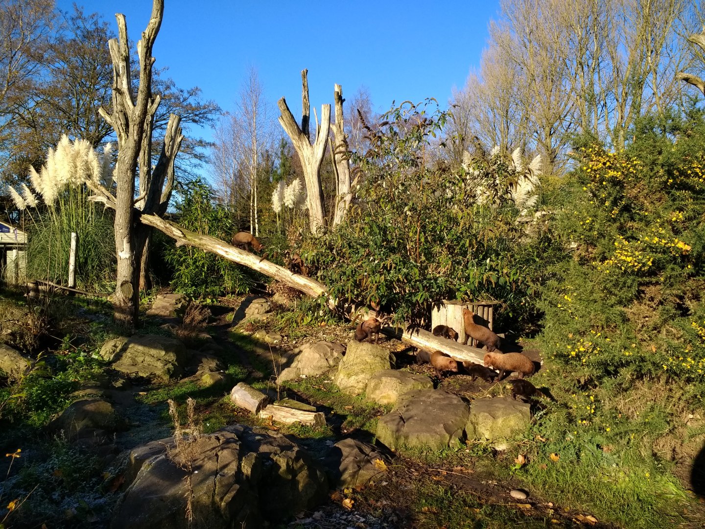 Bush Dog climbing fallen tree
