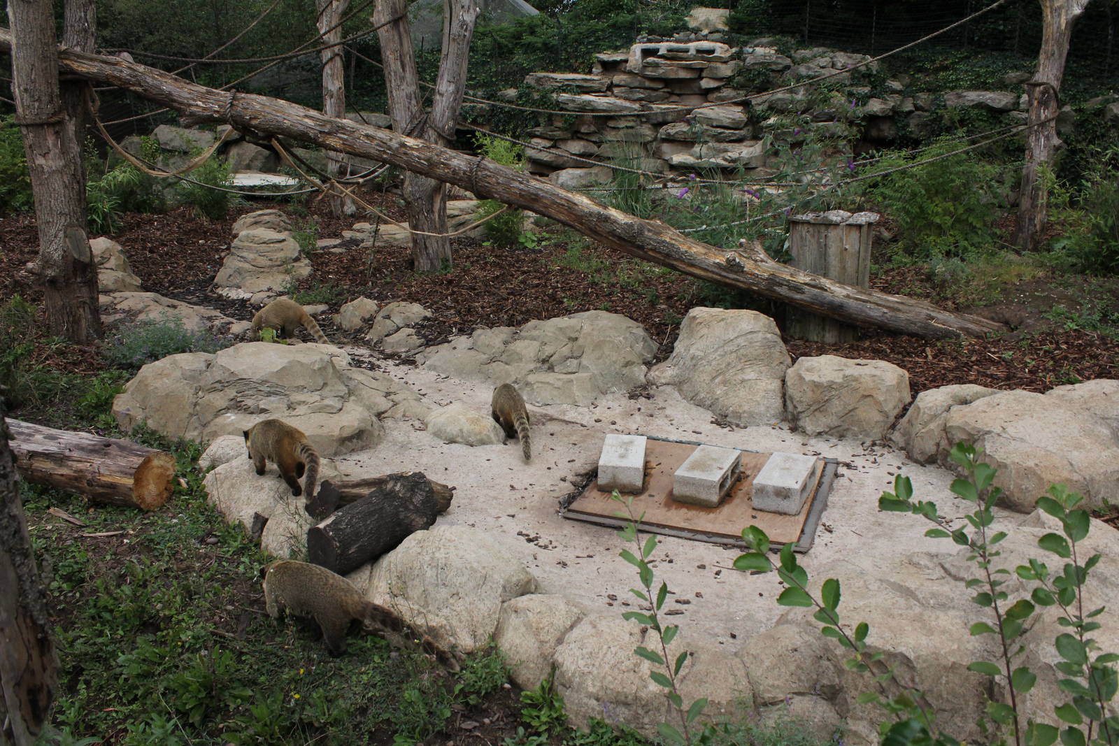 Bush dog/Coati enclosure. 16-8-14