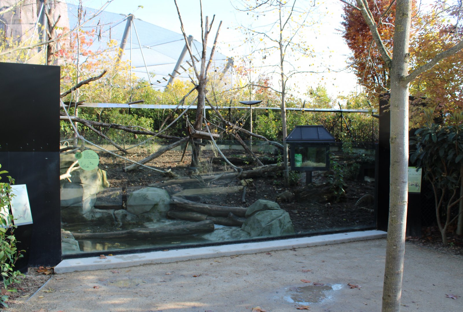 Bush dog - Coati enclosure