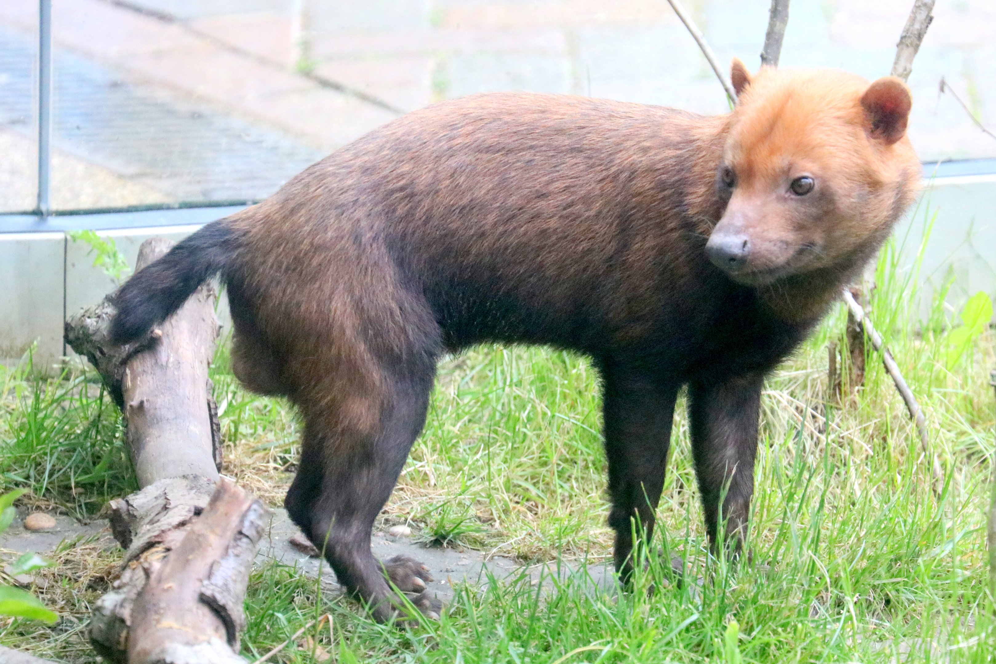 Bush dog; Colchester; 12th May 2019