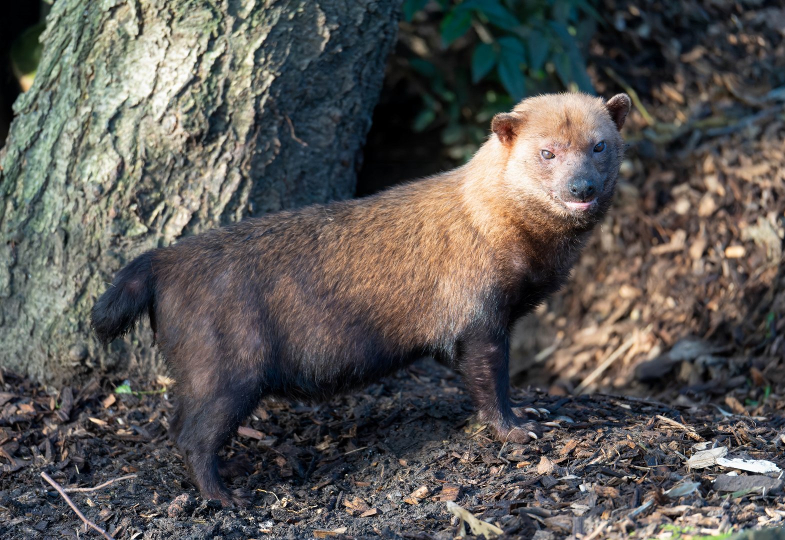 Bush dog, Colchester, UK