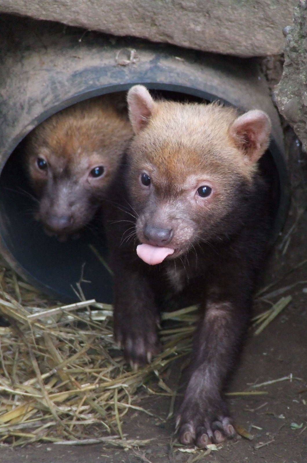 Bush Dog cubs