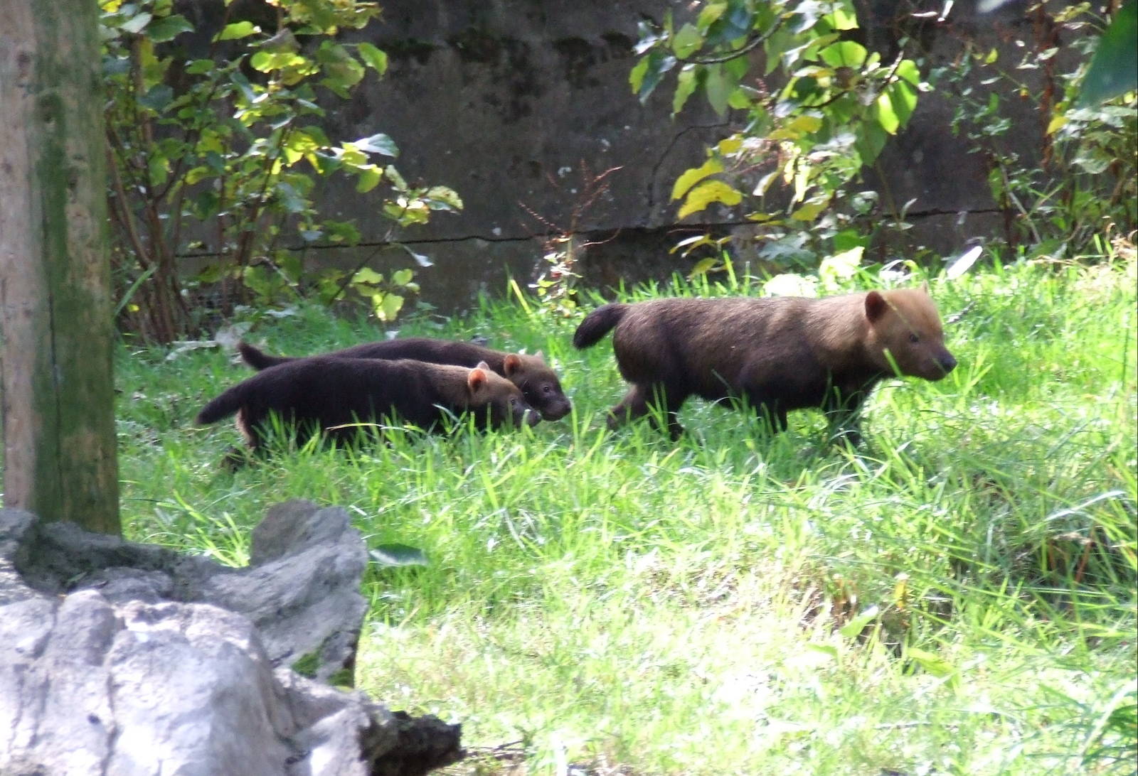 Bush Dog cubs
