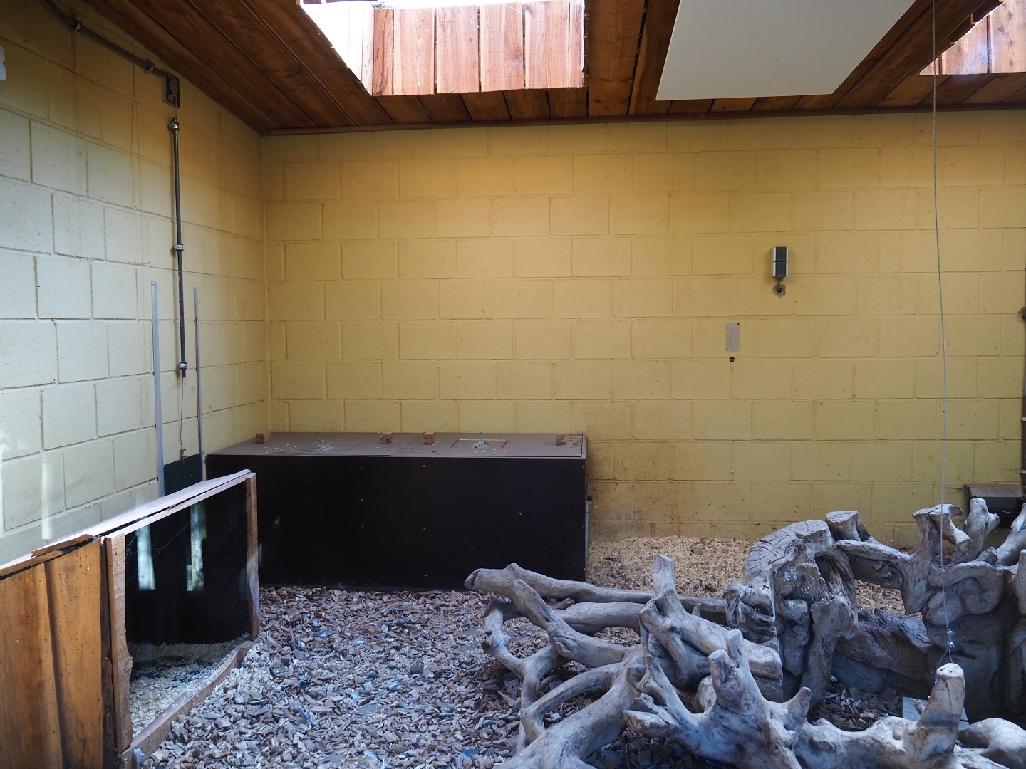 Bush dog den, 2019-03-30