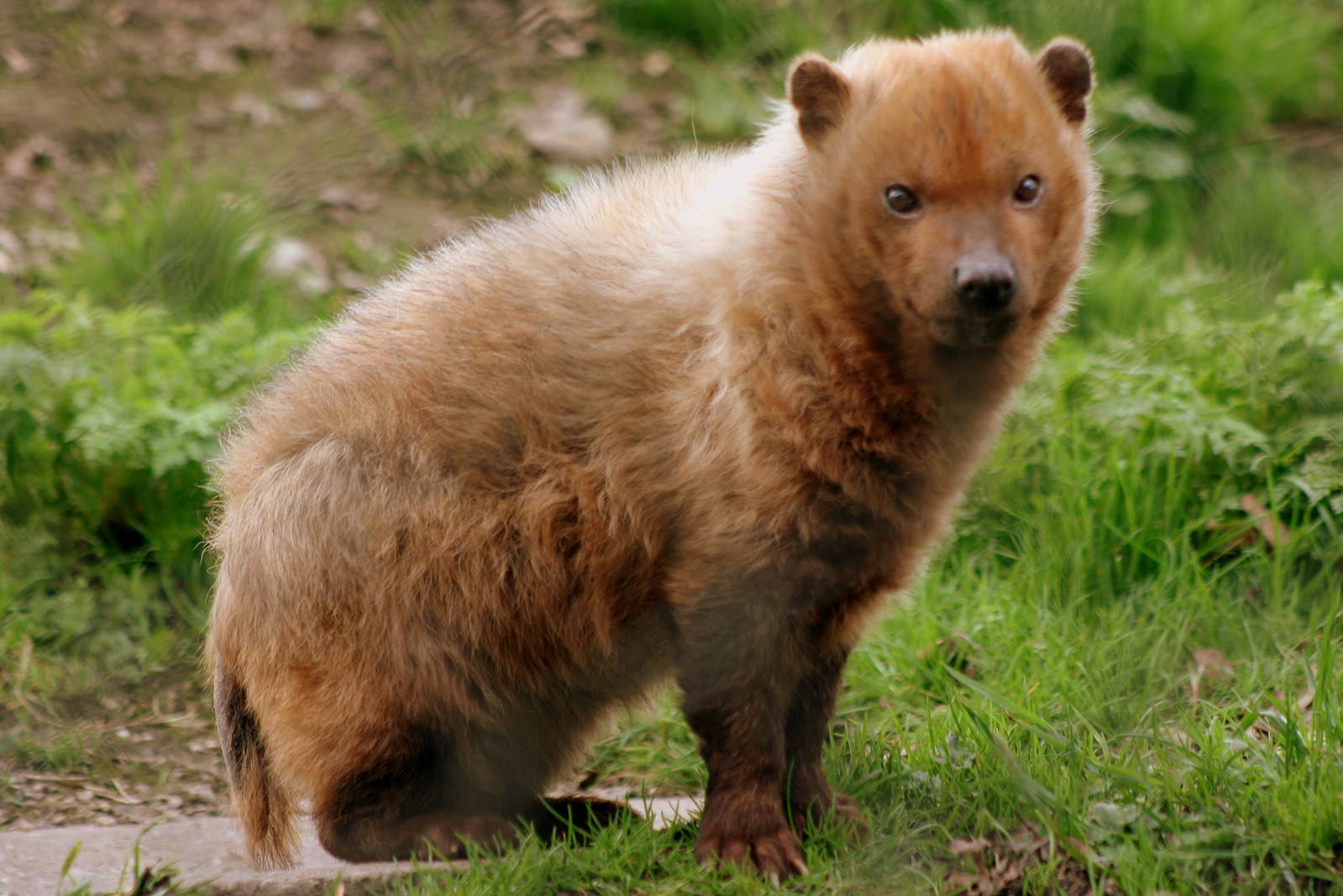 Bush dog; Dudley Zoo; 2nd April 2011