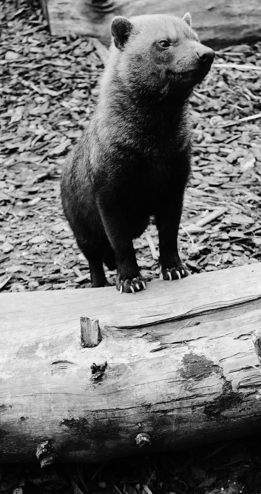 Bush Dog (edit)