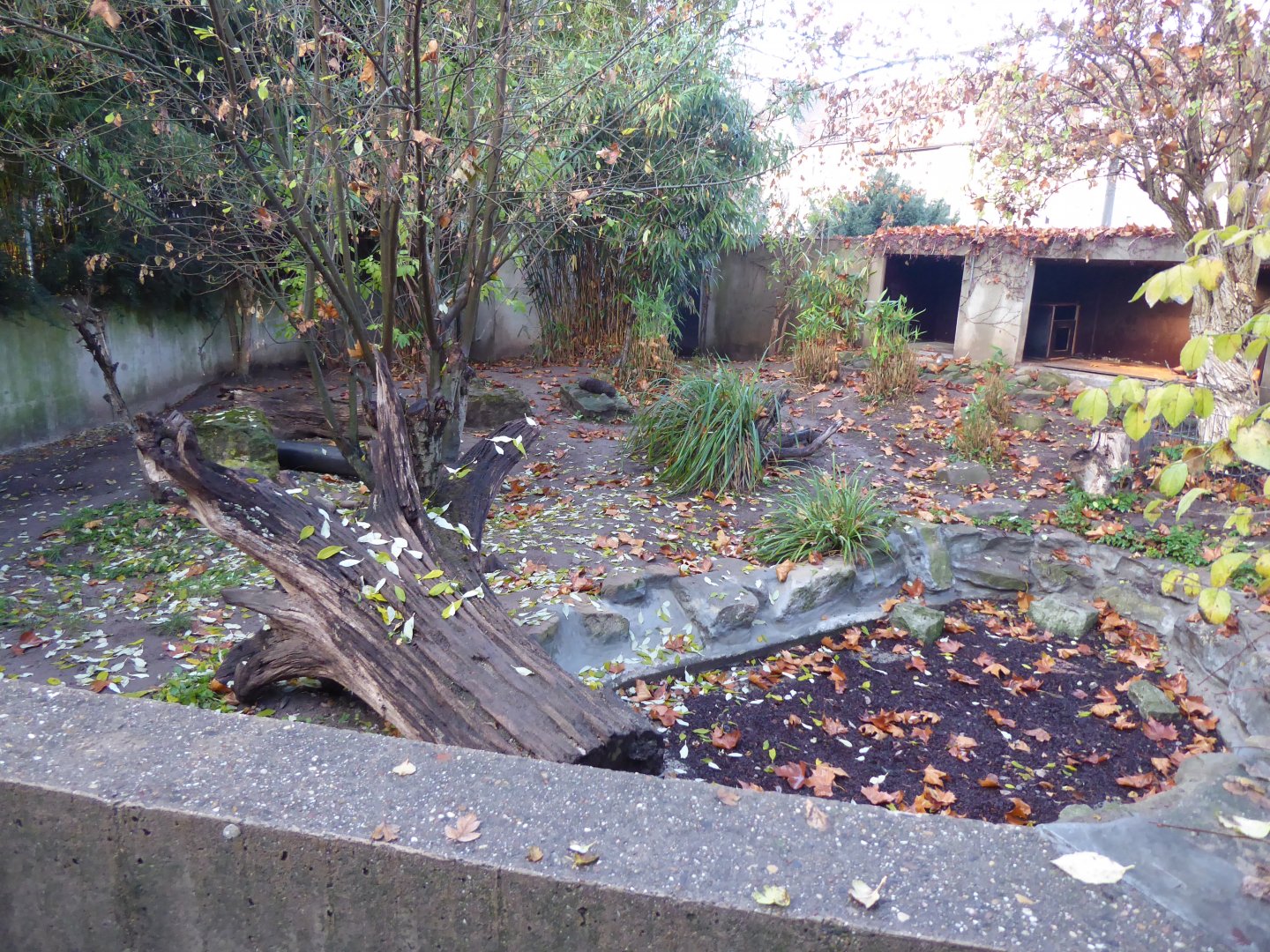 Bush dog enclosure 011218