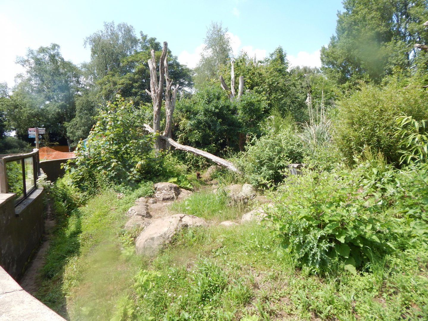 Bush dog enclosure 020721