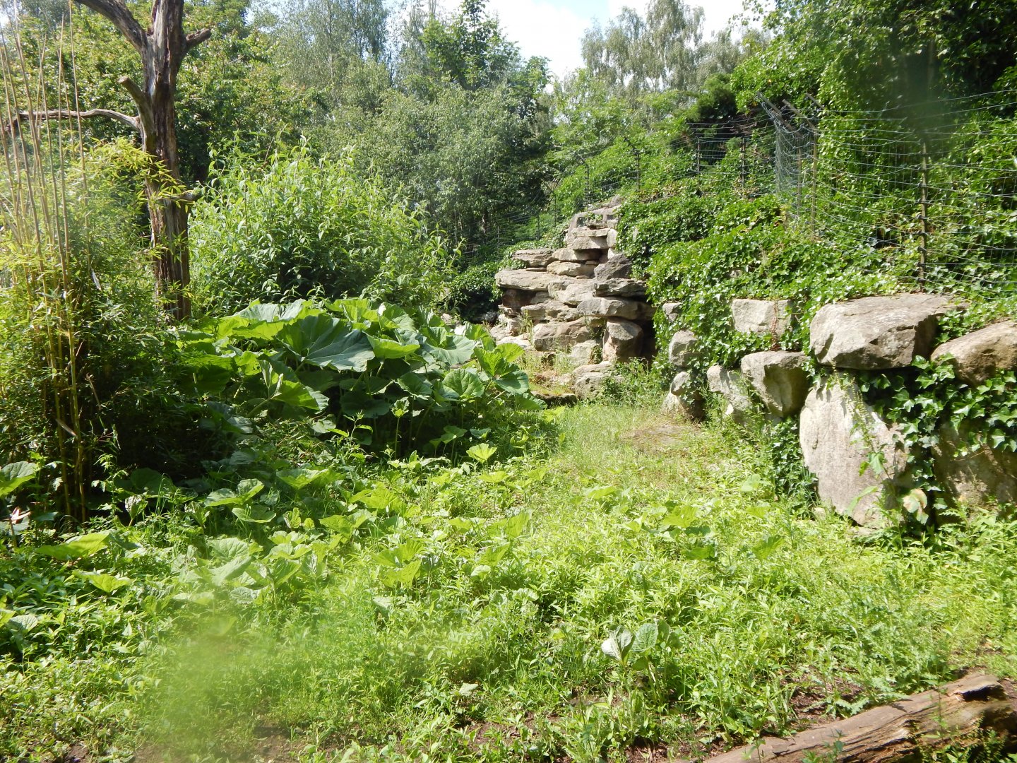 Bush dog enclosure 020721