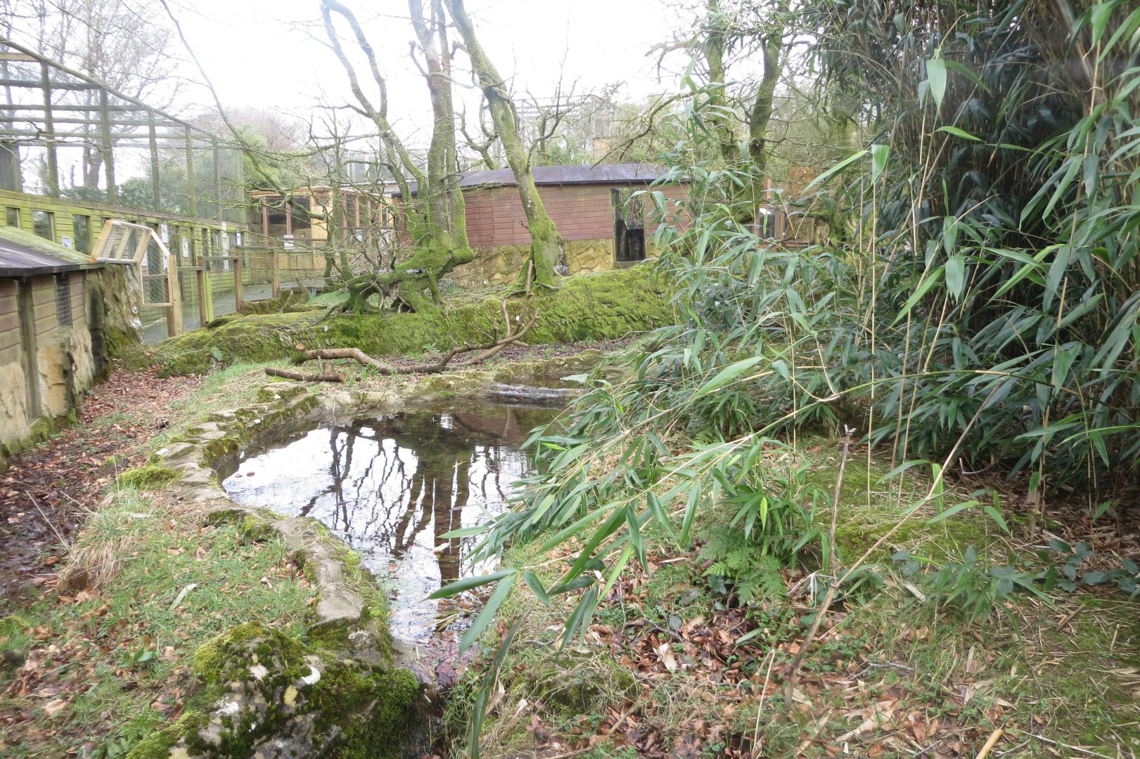 Bush dog enclosure 040319