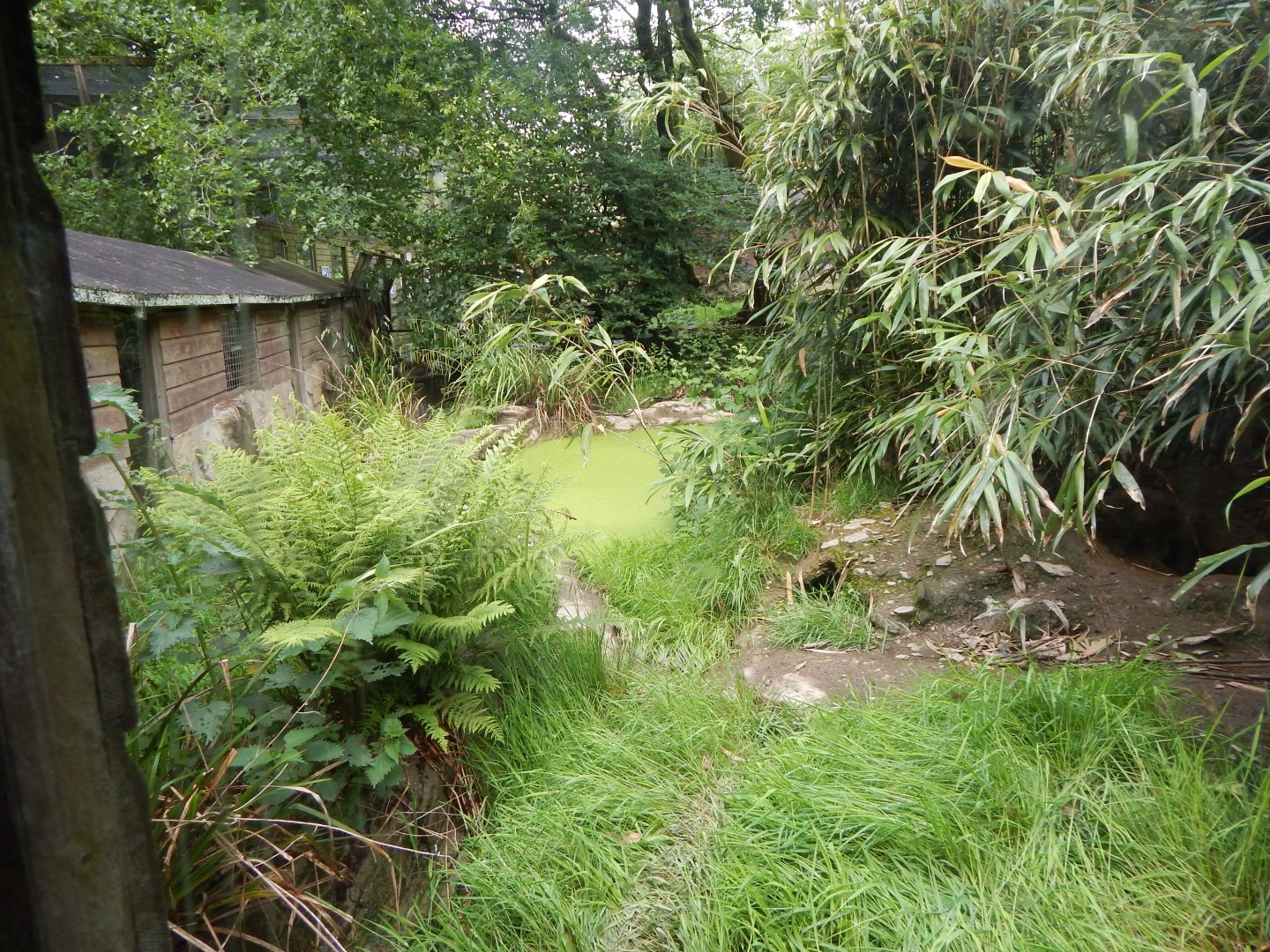 Bush dog enclosure 050625