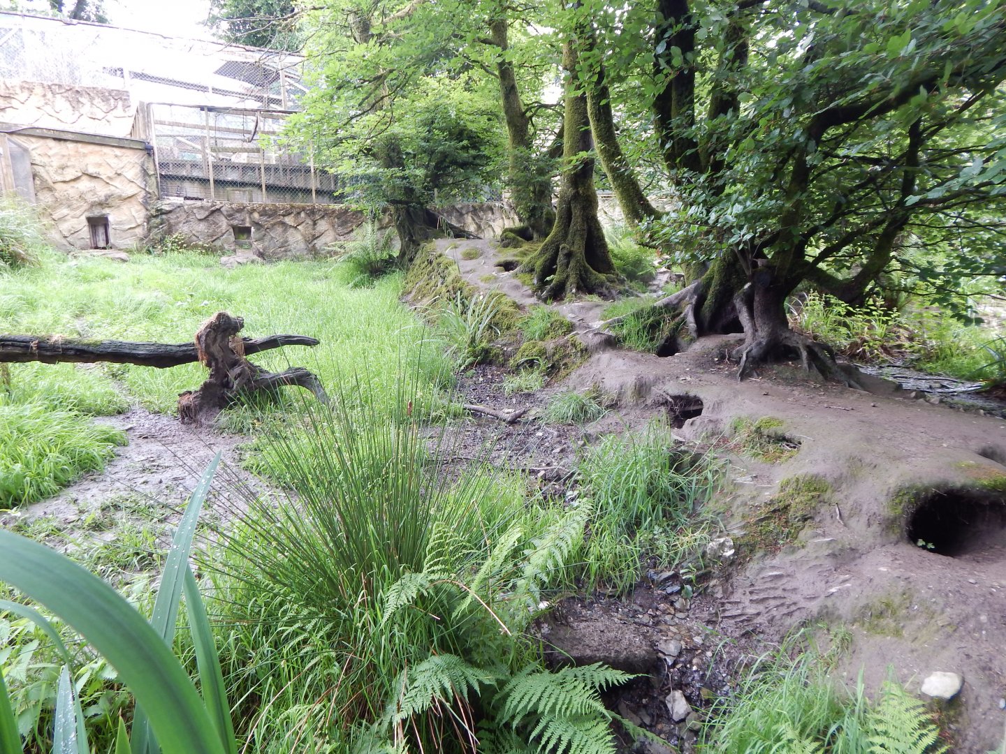 Bush dog enclosure 050625