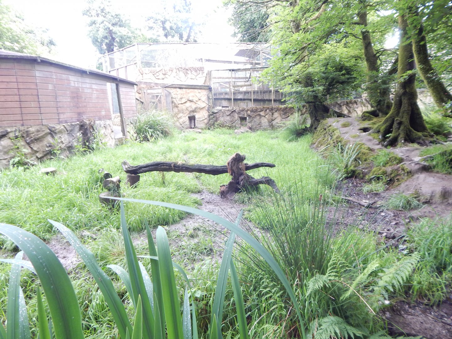 Bush dog enclosure 050625