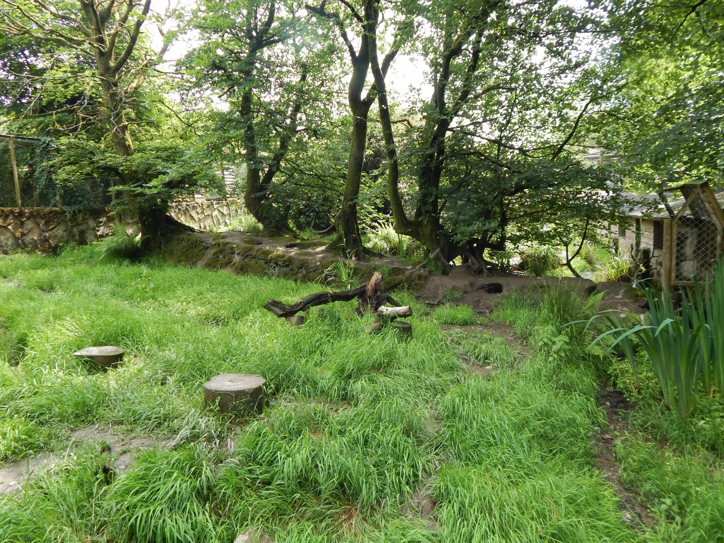 Bush dog enclosure 050625