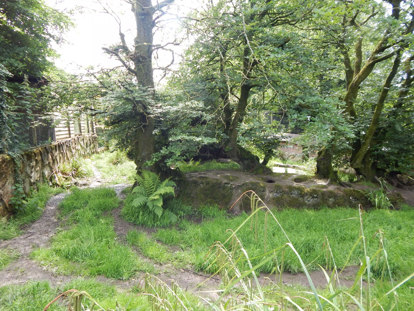 Bush dog enclosure 050625