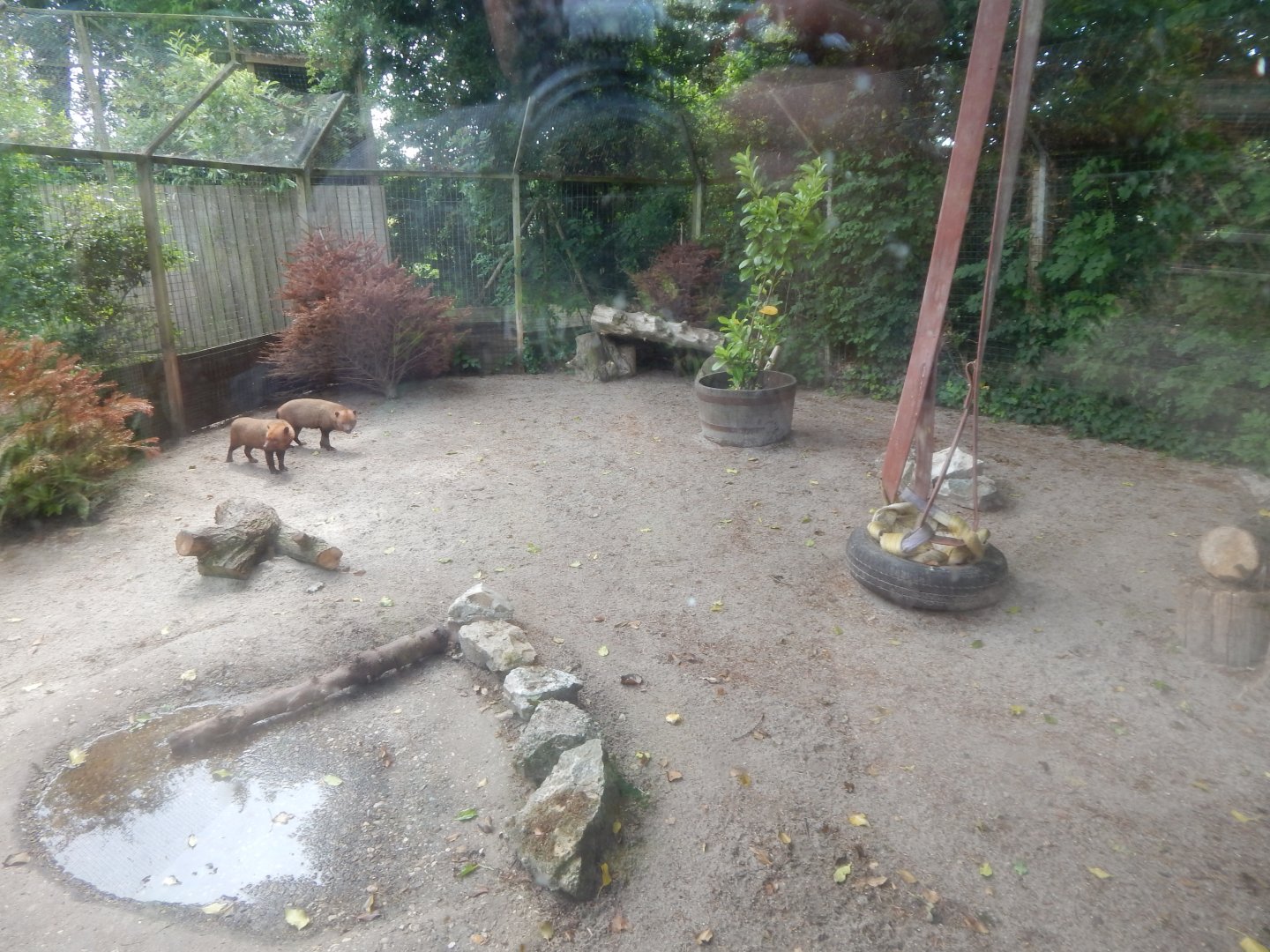 Bush dog enclosure 060625