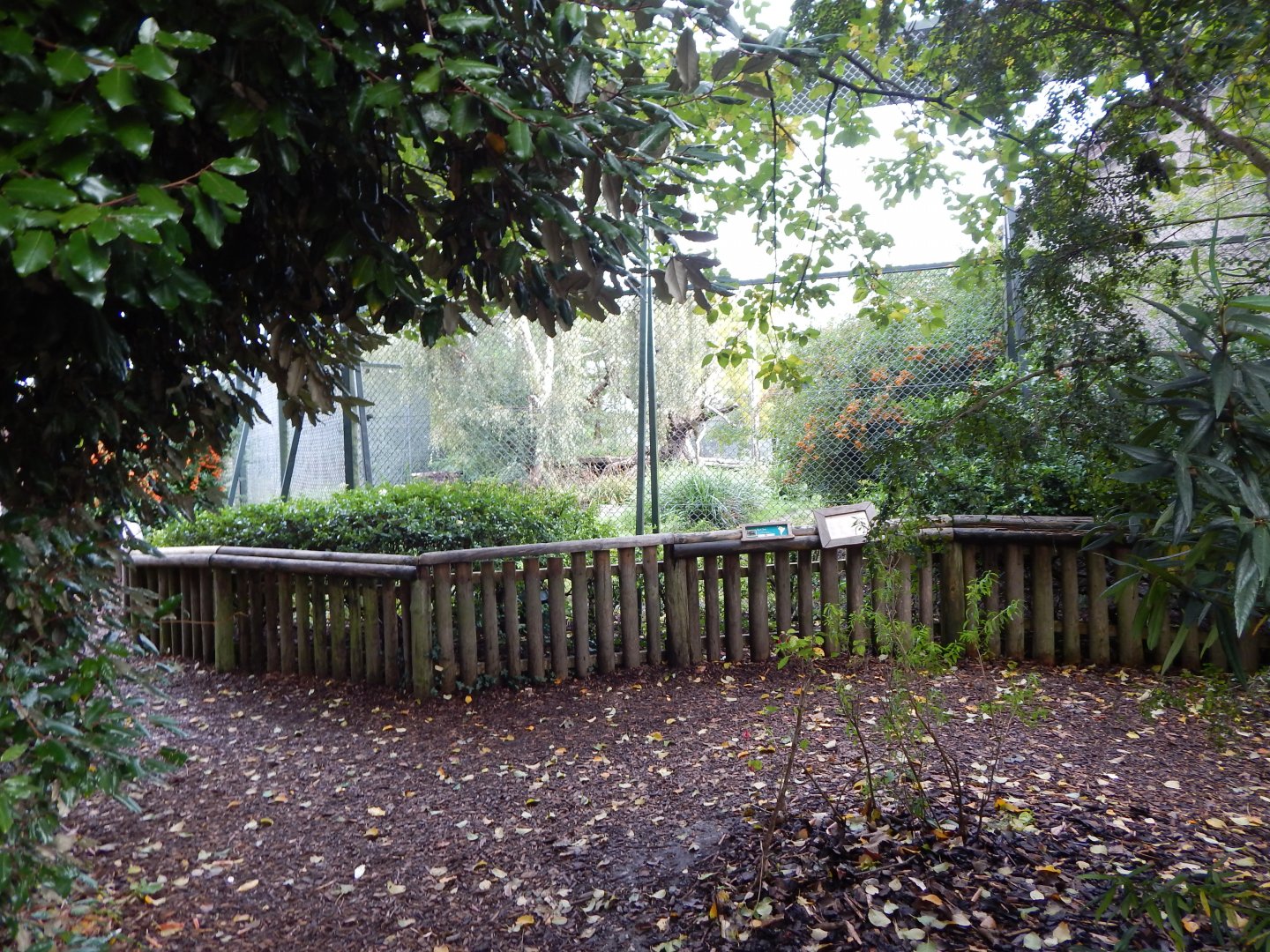 Bush dog enclosure 081020