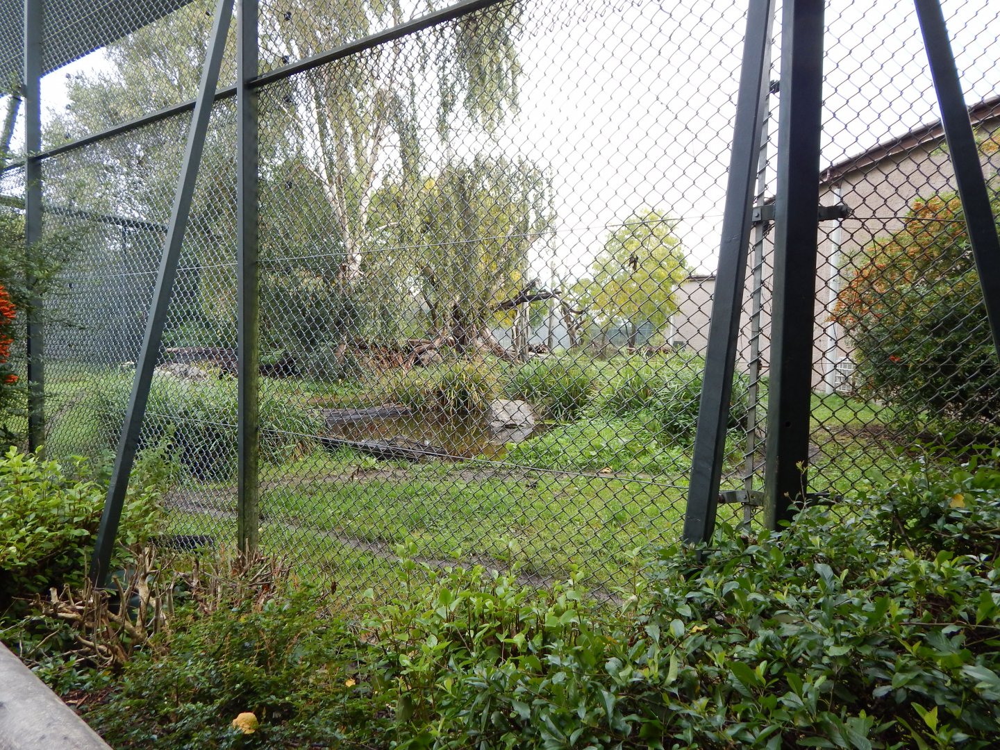 Bush dog enclosure 081020
