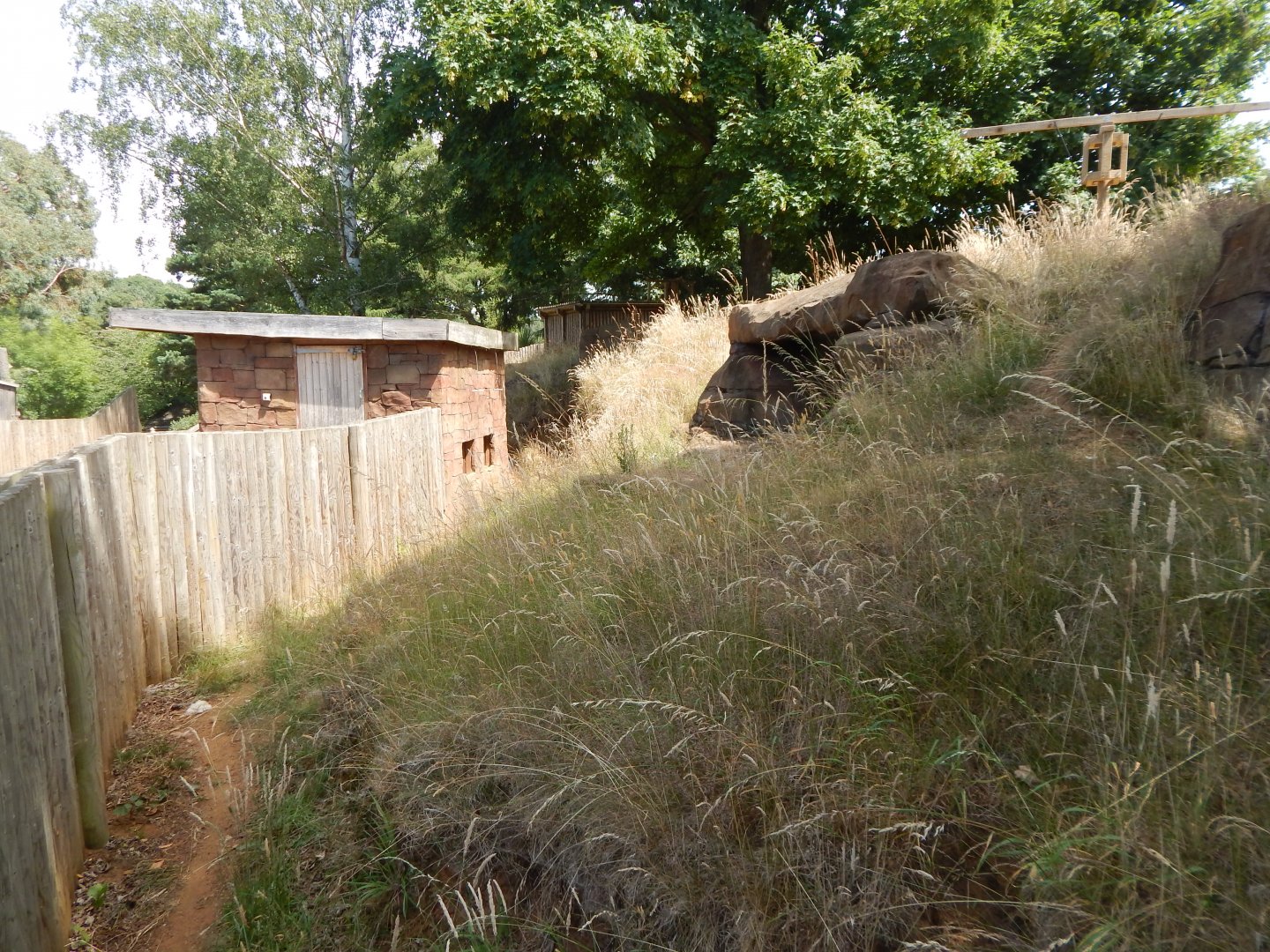 Bush dog enclosure 110722