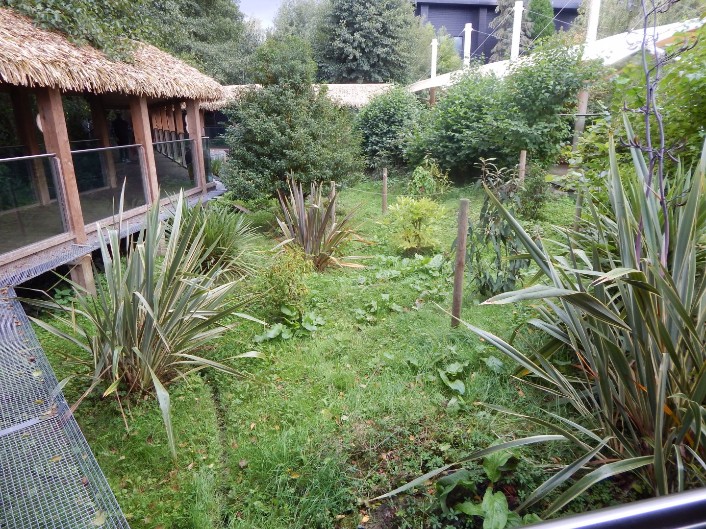 Bush dog enclosure 110925