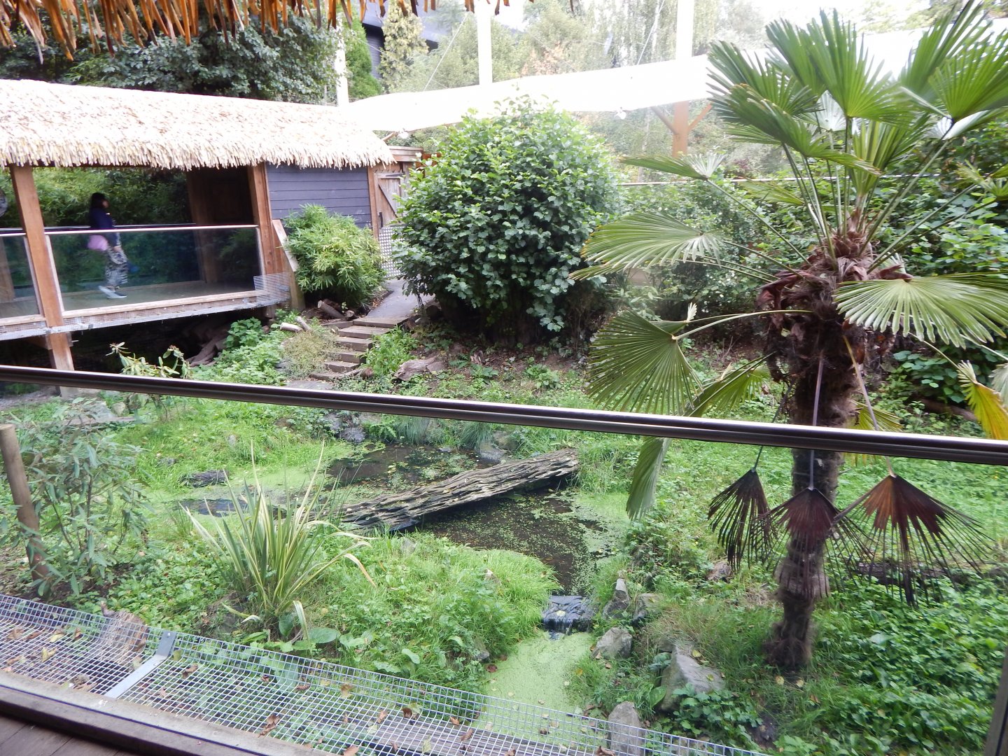 Bush dog enclosure 110925