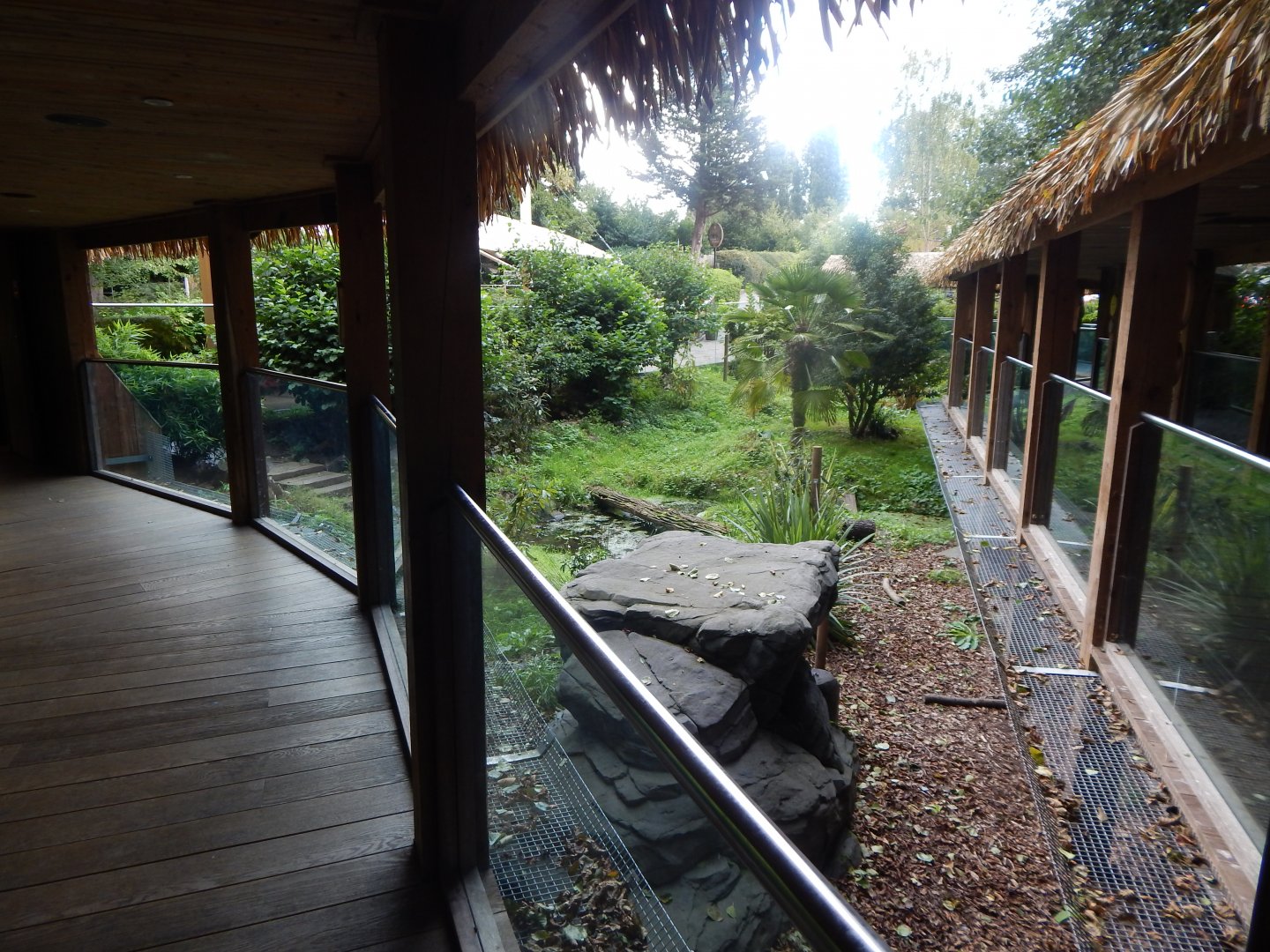 Bush dog enclosure 110925