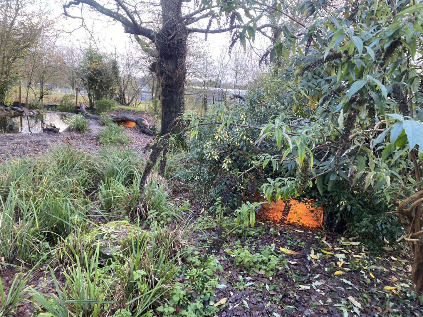 Bush dog enclosure 121223