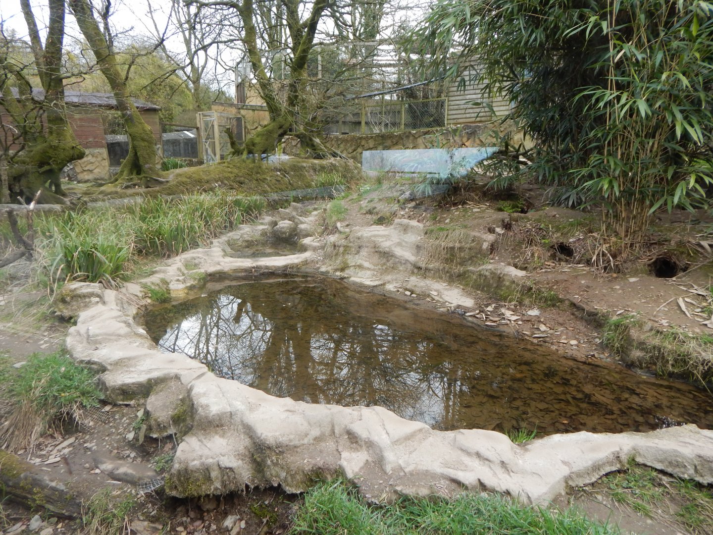 Bush dog enclosure 140421