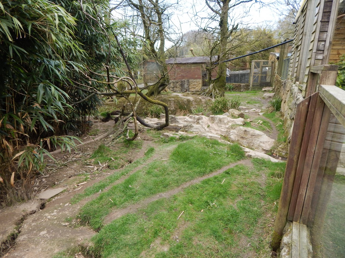 Bush dog enclosure 140421