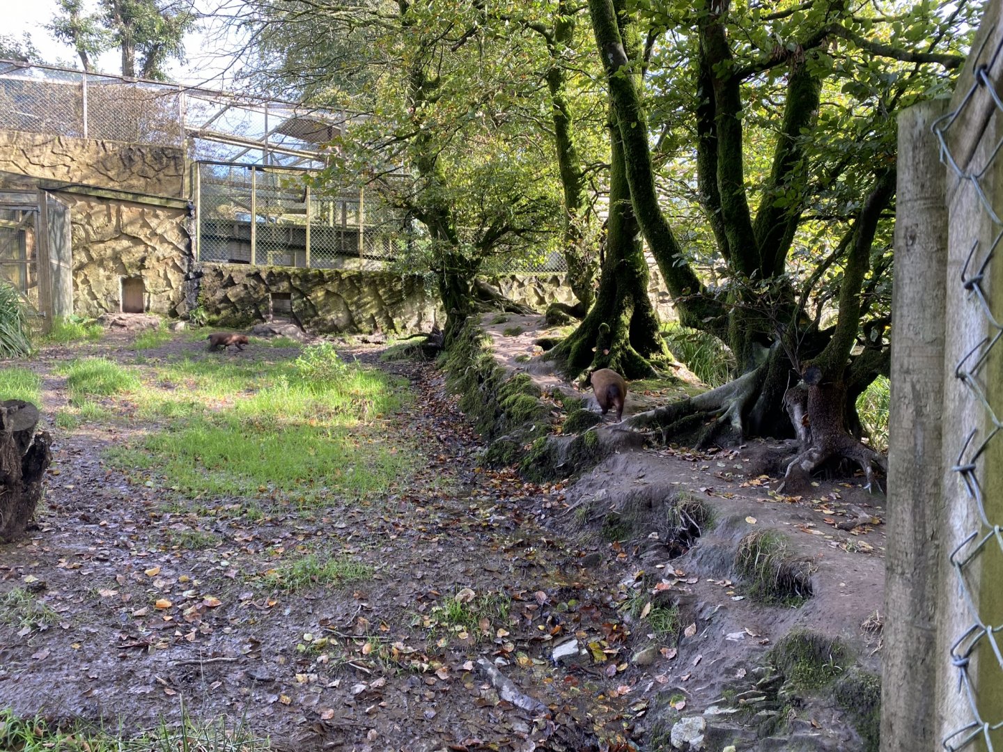 Bush dog enclosure 141023