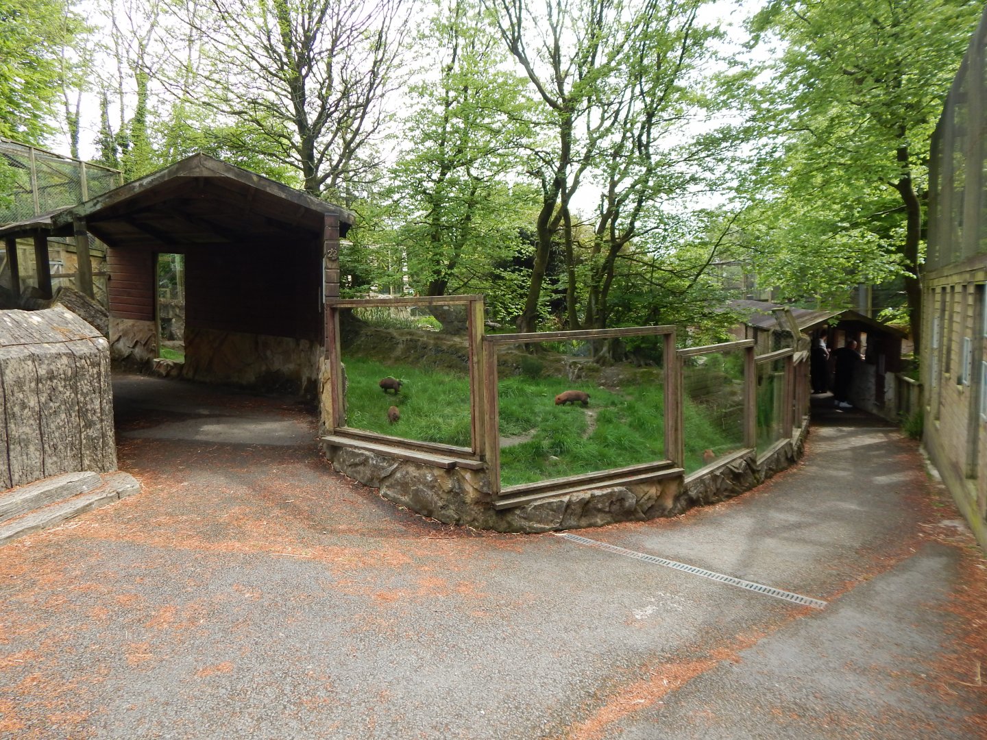 Bush dog enclosure 150522