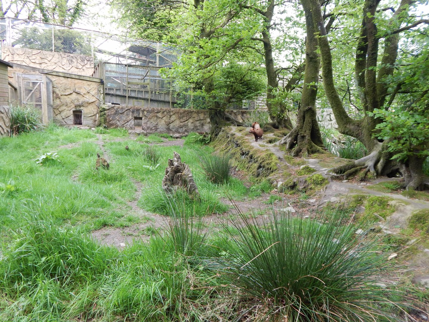 Bush dog enclosure 150522