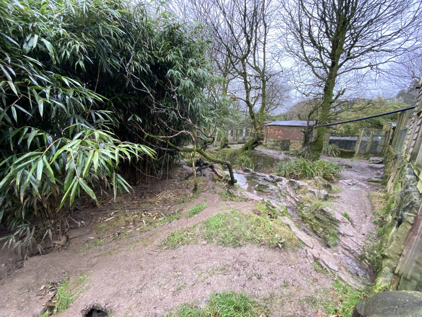 Bush dog enclosure 160122