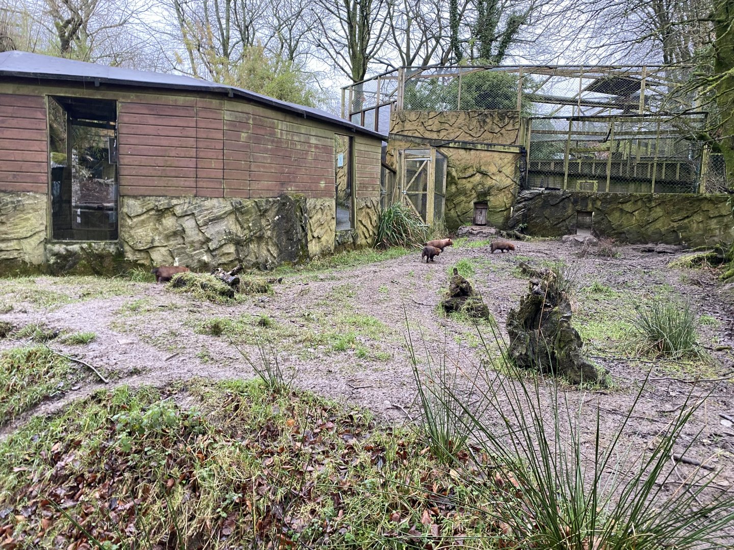 Bush dog enclosure 160122