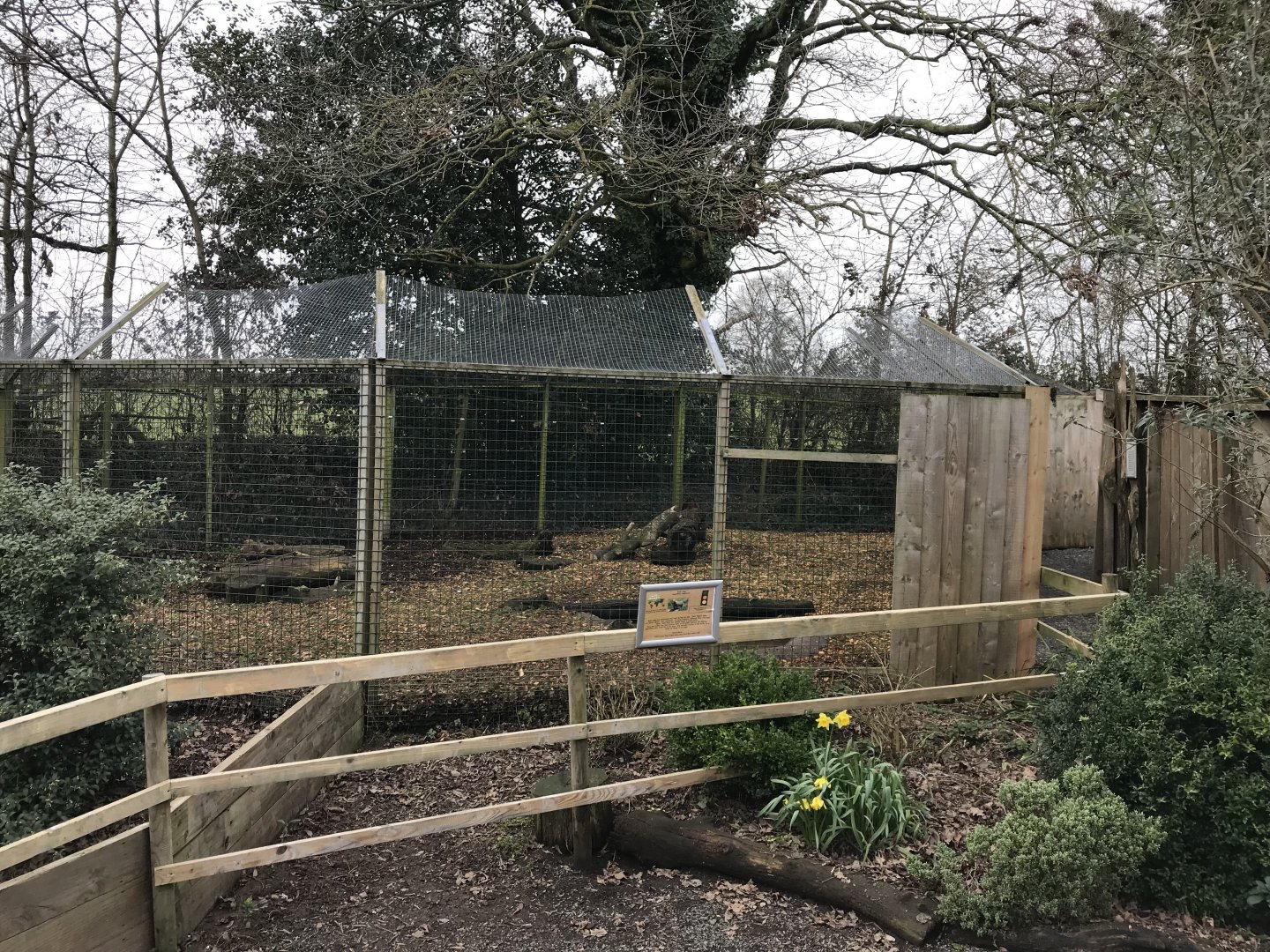 Bush dog enclosure 170219