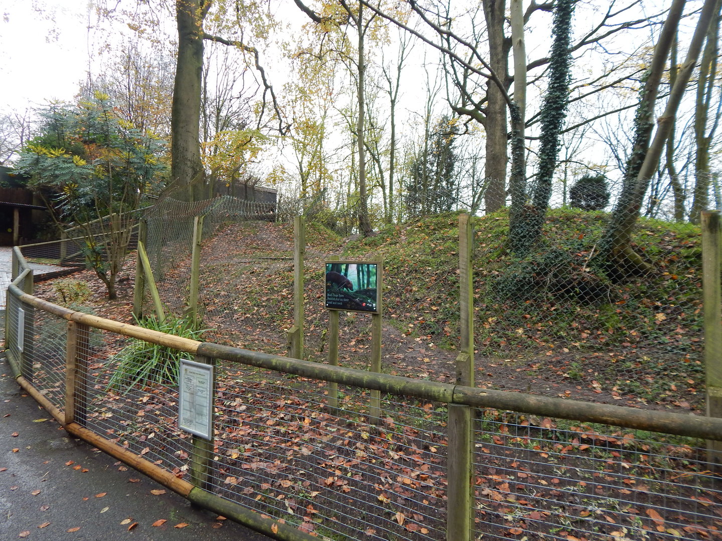 Bush dog enclosure 241122